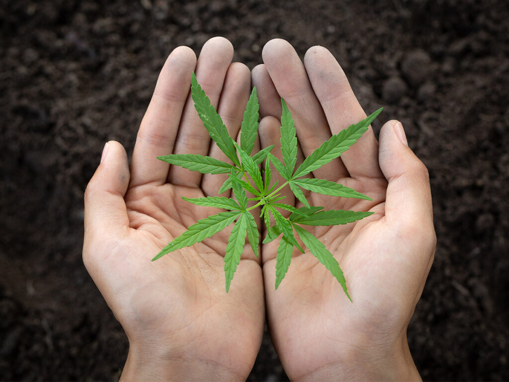 A cannabis plant in a person’s hands.